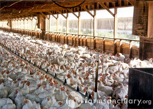 A conventional chicken factory. (Photo credit: farmsanctuary.org)
